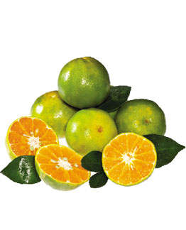 bán quýt đường tại hà nội