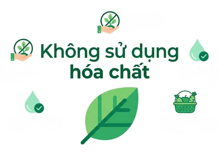 Không sử dụng hóa chất tổng hợp